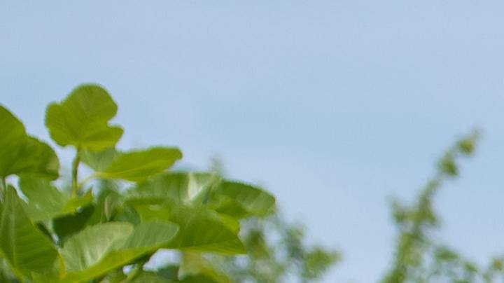 vegetales, ECV, Estar Mejor