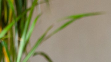 Día Mundial del Riñón