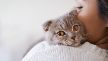 gatos hipoalergénicos, dos genes, Estar Mejor