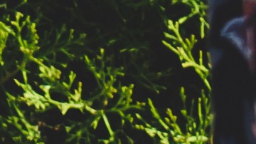 inflamación, Estar Mejor