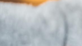 CIRDC, perros, Estar Mejor