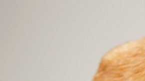 Alim3ento para mascotas