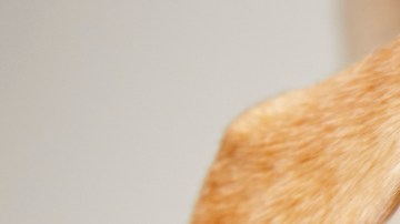 Alim3ento para mascotas