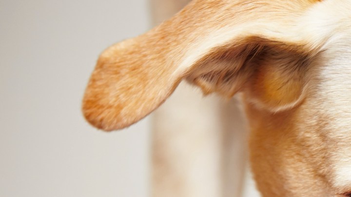 Alim3ento para mascotas