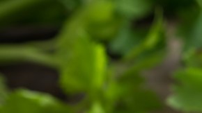 azúcar en sangre, Diabetes, arroz recalentado, Estar Mejor