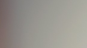 Cómo hacer que mi gato haga caso