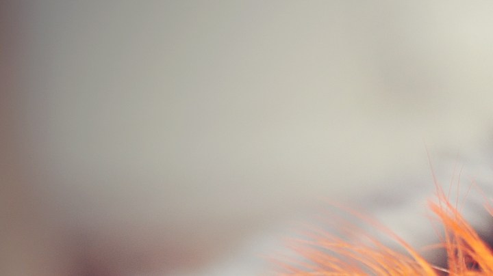 Cómo hacer que mi gato haga caso