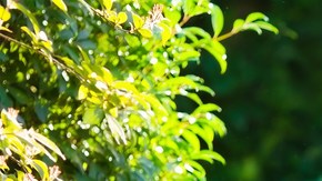 Los investigadores encuestaron en los primeros momentos del confinamiento por la pandemia del COVID a casi 2,500 padres de niños entre los 5 y 11 años bajo la pregunta con qué frecuencia sus hijos participaban en juegos emocionantes, en los que podían experimentar algo de miedo e incertidumbre.