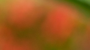 Protector solar con aceite de oliva y aloe vera