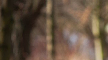 Jugar con un perro, estrés infantil