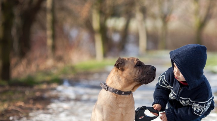 Jugar con un perro, estrés infantil