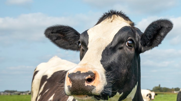 industria láctea , leche de vaca