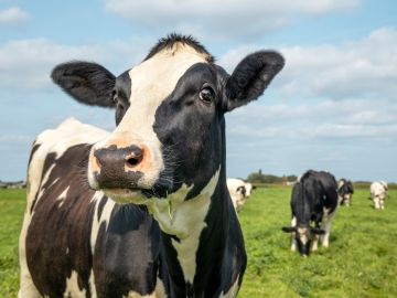 industria láctea , leche de vaca