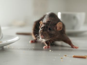 Cómo limpiar un lugar donde hubo ratas