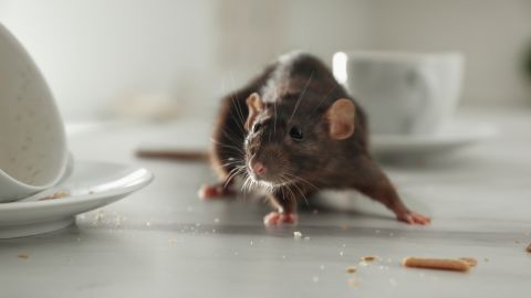 Cómo limpiar un lugar donde hubo ratas