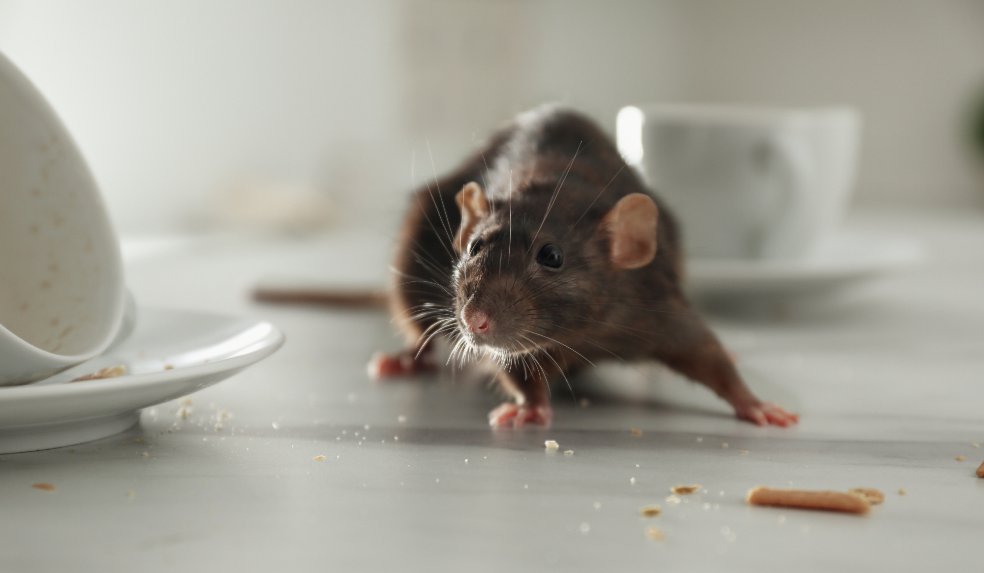 Cómo limpiar un lugar donde hubo ratas: 6 pasos seguros y efectivos - Estar  Mejor