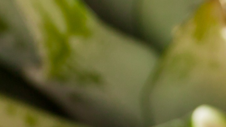 Bebidas de verano que puedes preparar en casa