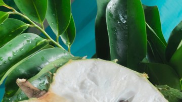 células malignas Cáncer guanábana