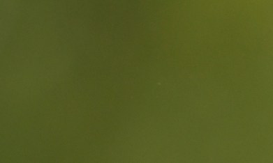 Cómo preparar la ensalada de Kate Middleton