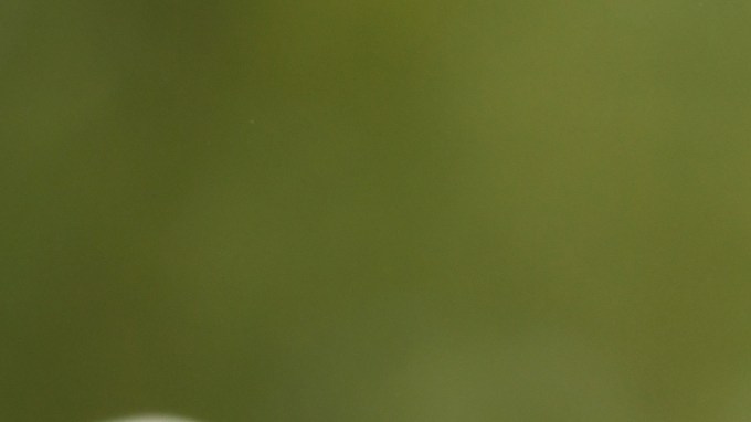 Cómo preparar la ensalada de Kate Middleton