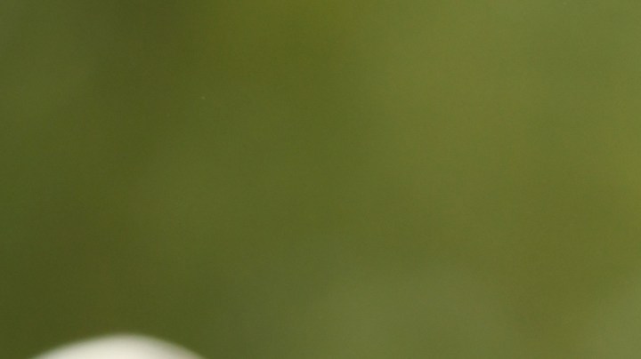 Cómo preparar la ensalada de Kate Middleton