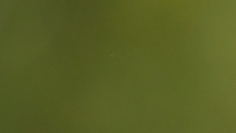 Cómo preparar la ensalada de Kate Middleton