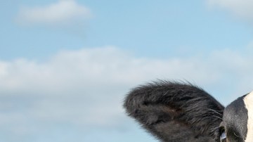 prevenir ETS sin necesidad de preservativos