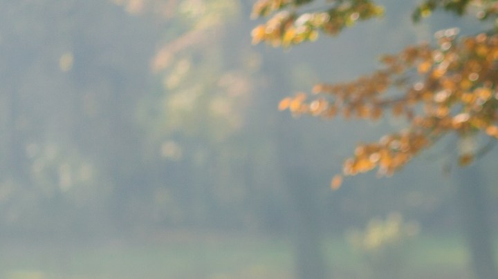 Cuánto debes caminar para evitar la demencia