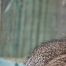 Vicks Vaporub ratas ratones