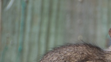 Vicks Vaporub ratas ratones