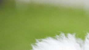 perros razas hipoalergénicas