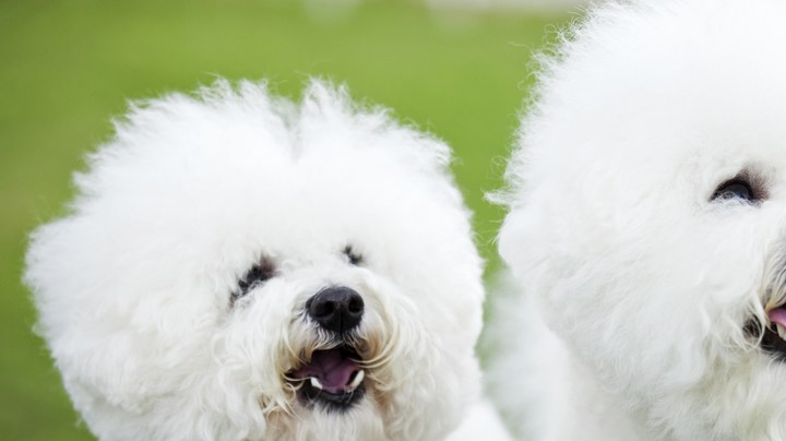 perros razas hipoalergénicas
