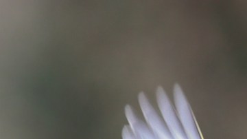 escuchar el canto de los pájaros