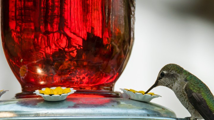 colibrí visite tu casa