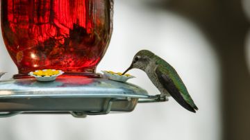colibrí visite tu casa
