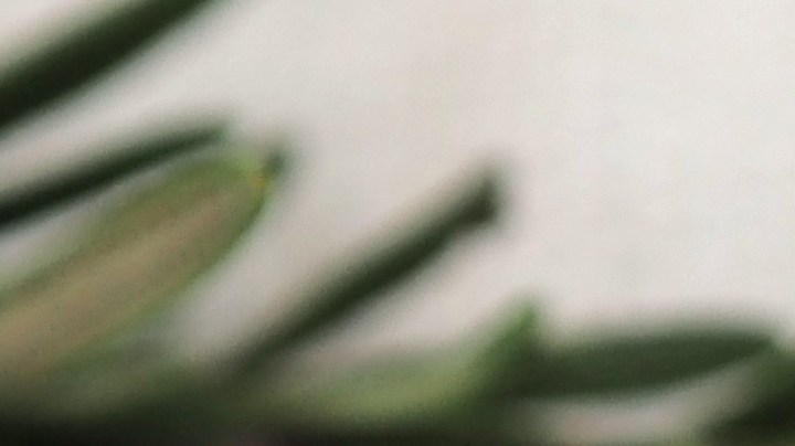 Remedios caseros con agua de romero