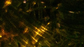 Dónde debes colocar tu árbol de Navidad para atraer dinero, amor y salud