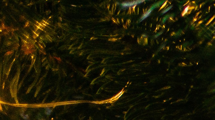 Dónde debes colocar tu árbol de Navidad para atraer dinero, amor y salud