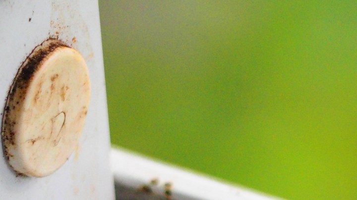 Qué significa ver o tener lagartijas en casa