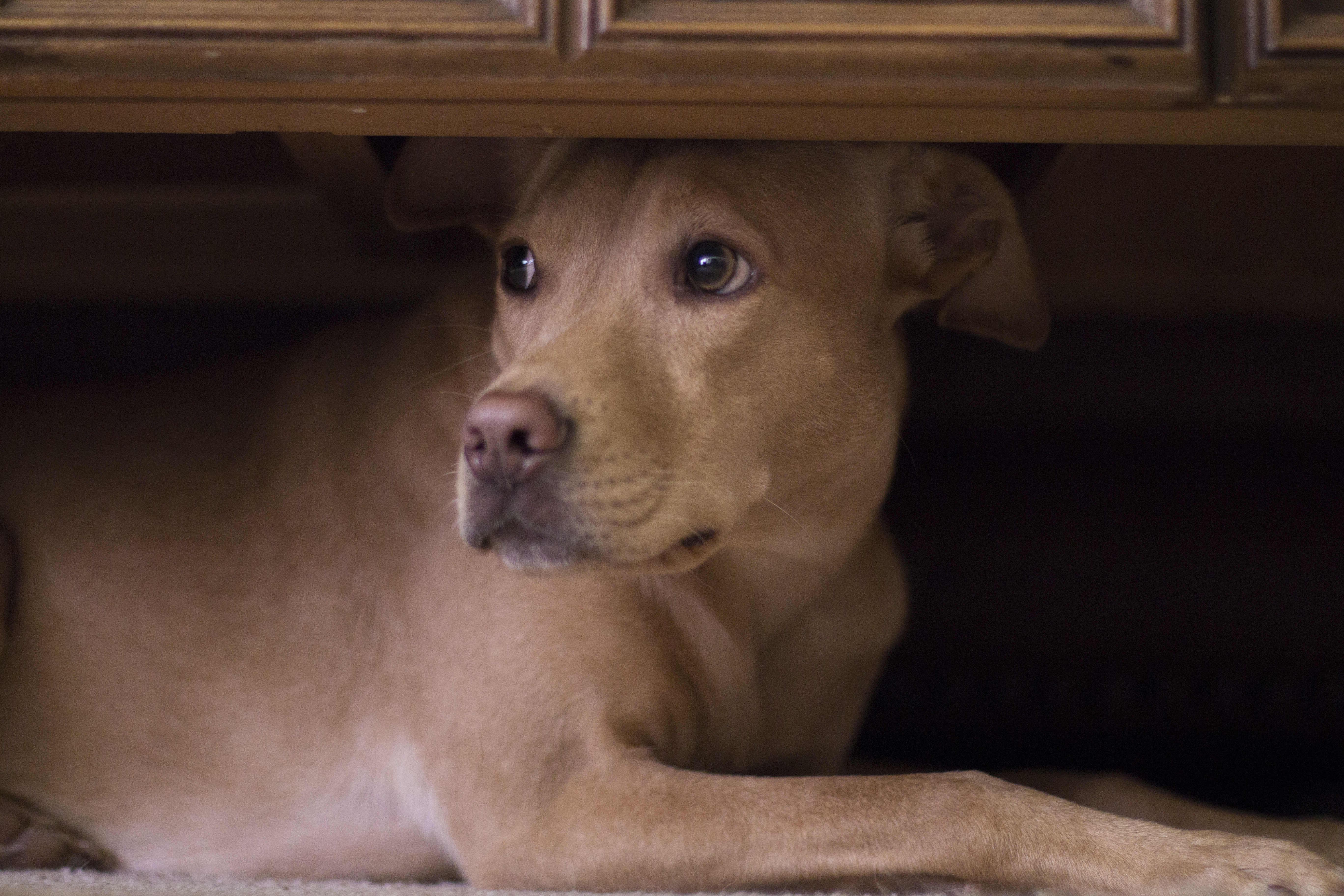 Consejos para proteger a tu mascota de la pirotecnia