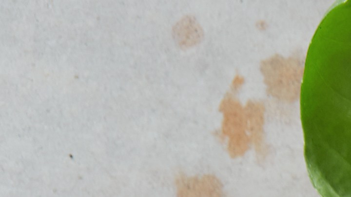 Cuáles son los superalimentos que debes comer en 2023