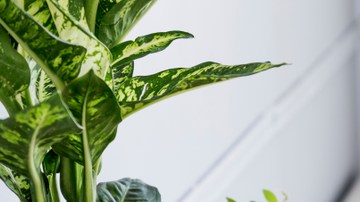 rituales en tu hogar para fomentar la abundancia y la suerte