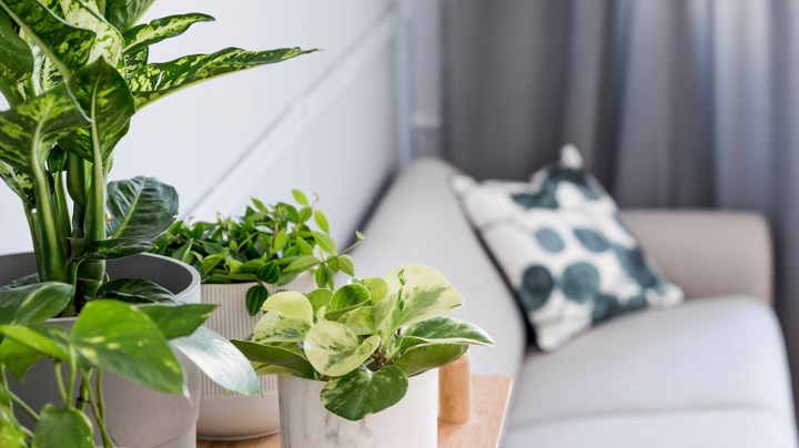 rituales en tu hogar para fomentar la abundancia y la suerte