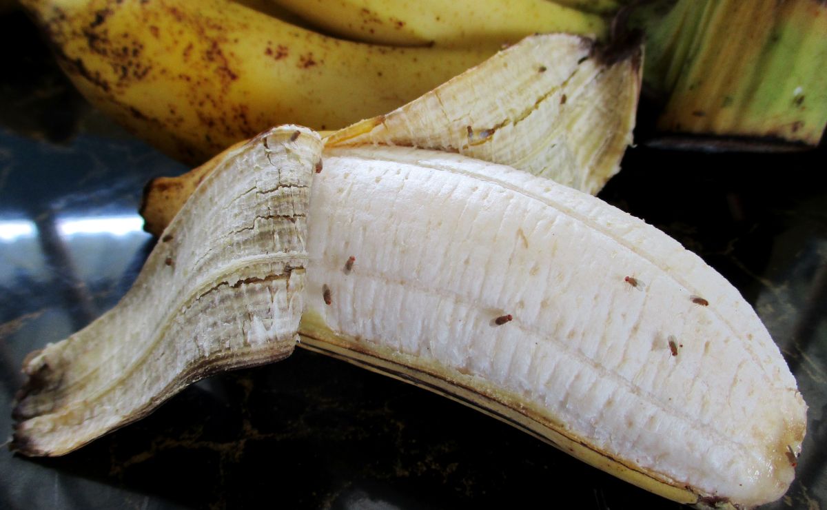 Cómo eliminar moscas de la fruta en casa 3 trucos con vinagre blanco