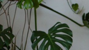 esponja de cocina para revivir tus plantas de interiores