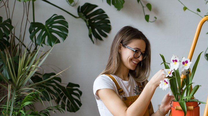 esponja de cocina para revivir tus plantas de interiores