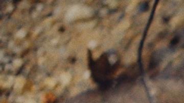 soñar con escorpiones o alacranes