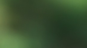 almacenar las fresas