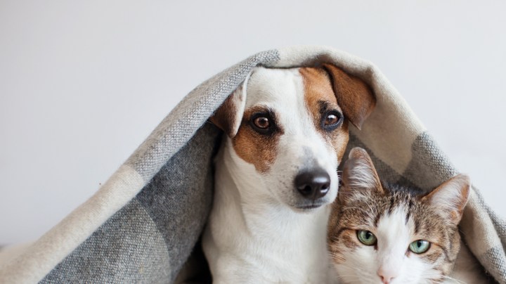 hacer un champú al seco para mascotas
