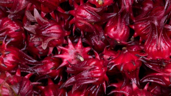 flor de jamaica bajar de peso